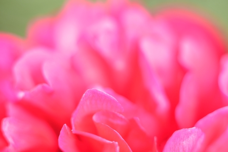 making perfume  (aroma of peony petals )の写真素材