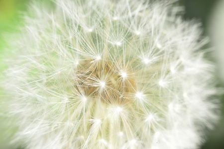 deflorate enlarged Dandelion ( blowball ) with fluff and seeds over green
