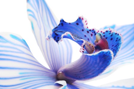 exotic blue orchidの写真素材