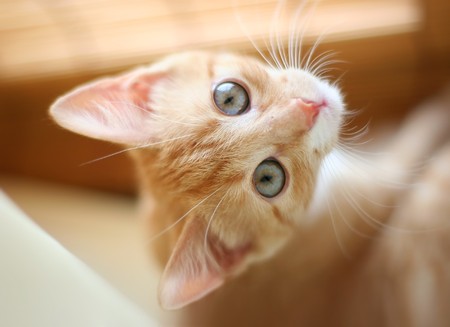 red playful kittenの写真素材