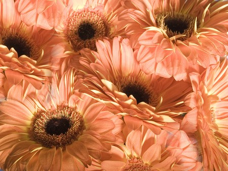 flowered backgroundの写真素材