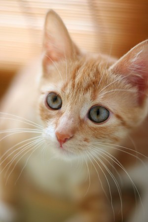 red playful kittenの写真素材