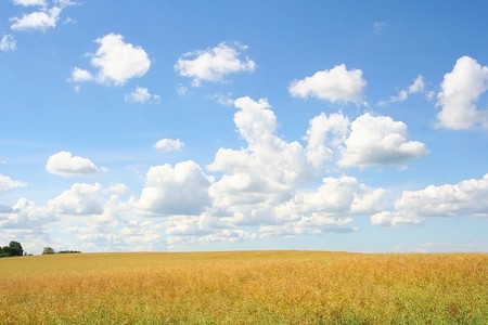 bright yellow meadowの写真素材