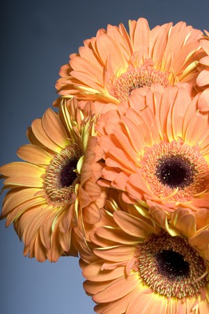 bounch of orange flowersの写真素材