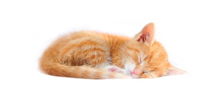 red kittenの写真素材