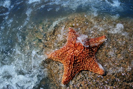 starfish on a stone on the seacoastの写真素材