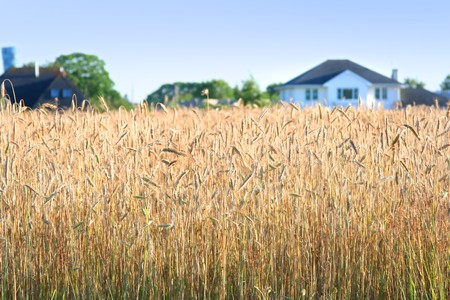 white house in the meadowの写真素材