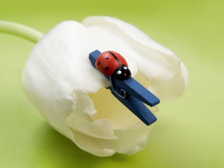 Artificial ladybug and clothes-peg on white tulip on green backgroundの写真素材