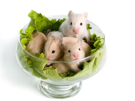 Several hamsters sitting at glass with saladの写真素材