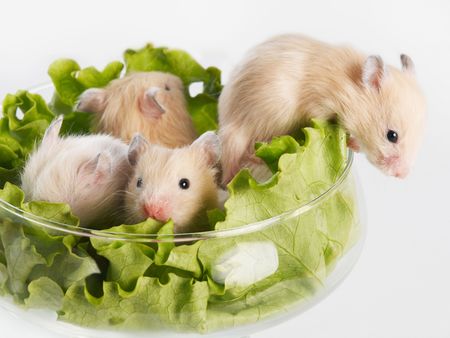Several hamsters sitting at glass with saladの写真素材
