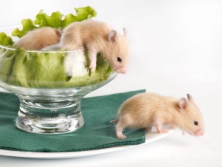 Several hamsters sitting at glass with salad and one on the plateの写真素材