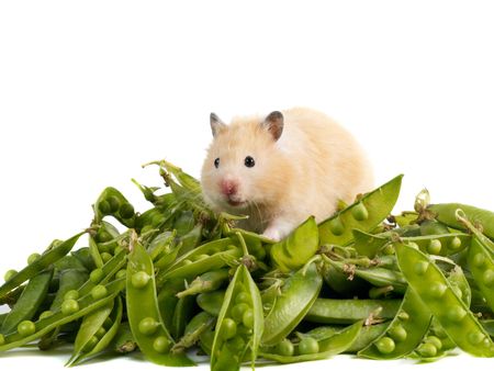 fluffy hamster sitting on a pile of peas isolated on whiteの写真素材