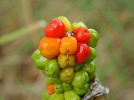 Some berry`s near ground called の写真素材