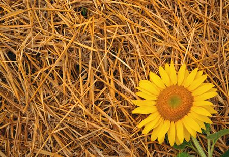Sunflower lieing down in down right corner on strew pile. の写真素材