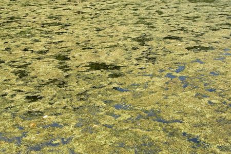Green plants on surface of swamp.