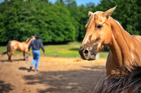 Closeup of brown horse on the ranch
