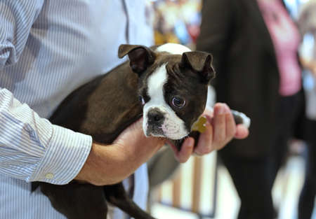Cute Boston terrier puppy, hold by her ownerの写真素材