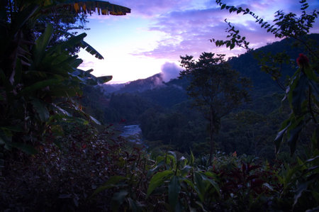 Early morning view from lodge in the jungle