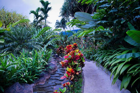 Tropical garden in resort in Costa Ricaの写真素材