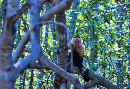 Monkey on a tree in nature park in Costa Ricaの写真素材