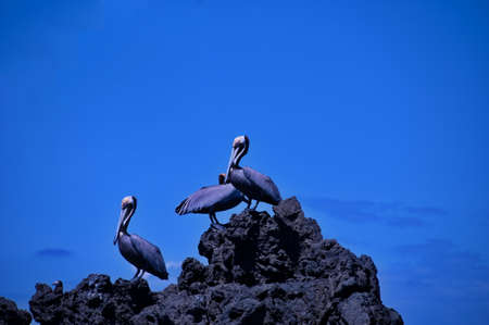Group of pelicans on the rock in Costa Ricaの写真素材