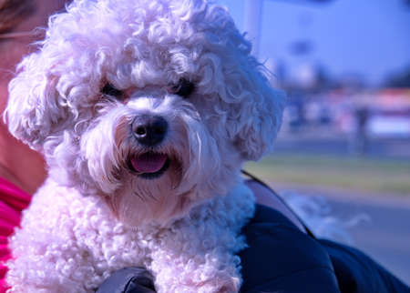 Portrait of cute little dog holding by her ownerの写真素材