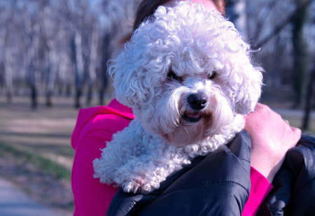 Portrait of cute little dog holding by her ownerの写真素材