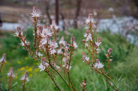Closeup of Mediterranean plant against green background