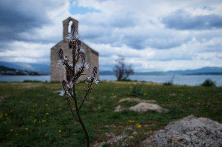 Closeup of Mediterranean plant with medieval stone church in backgroundの写真素材