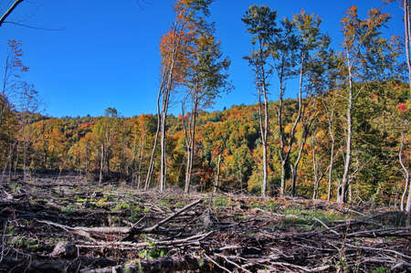 Illegal deforestation - destroying the environment