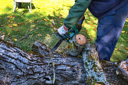 Arborist man cutting a branches with chainsaw