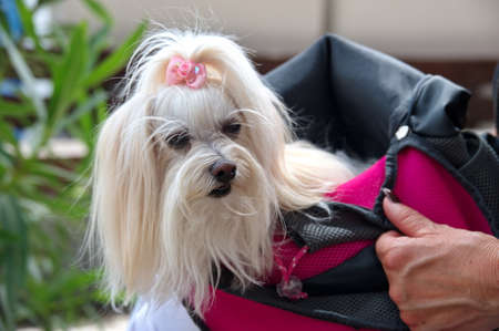 Cute puppy in bag hold by her ownerの写真素材