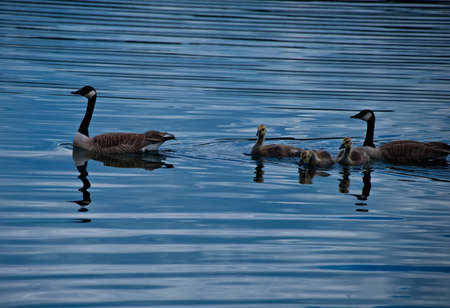 Flock of ducks swimming in a lakeの写真素材