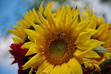 Closeup of sunflower with a bee on it
