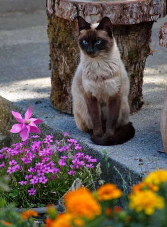 Siamese cat sitting in backyard among flowers in gardenの写真素材