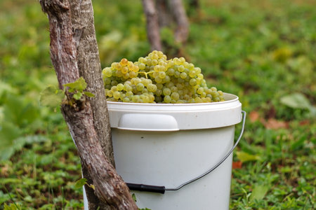 Bucket full of grapes in vineyardの写真素材