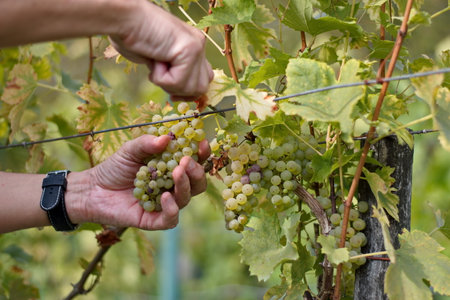 Man's hands picking grapes on vine in vineyard