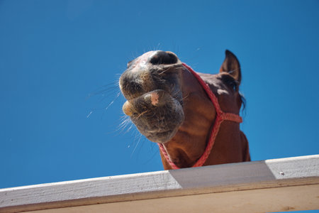 Closeup of horse in manegeの写真素材