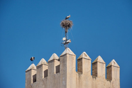 Low angle view of the stork standing on the wall against the blue skyの写真素材