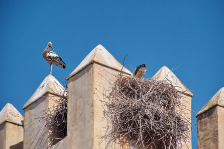 Low angle view of the stork standing on the wall against the blue skyの写真素材