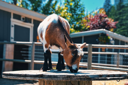 Goat in a Zoo standing on a barrel