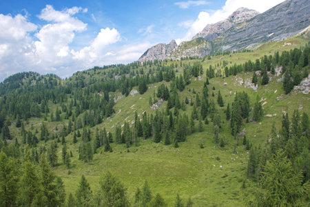High angle view of the forest and fields in Brenta Dolomites, Italyの写真素材