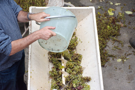 Different types of grapes crushed by grape crusher machine in rural vineyard in Croatiaの写真素材