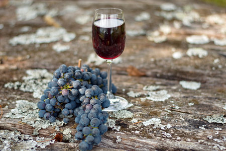 Glass of wine and bunch of grapes on the rustic wooden table in a vineyard