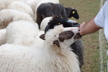 Group of sheep on the rural farm in Croatia - midsection of man feeding sheepの写真素材