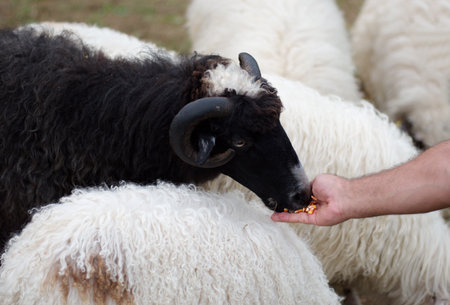 Group of sheep on the rural farm in Croatia - midsection of man feeding sheepの写真素材