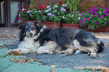 Portrait of a dog lying on the ground - collie relaxingの写真素材