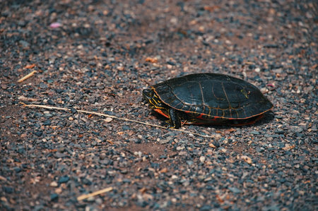 Portrait of turtle on the road