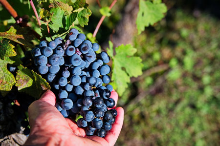 Woman's hand holding bunch of red grapes in vineyardの写真素材