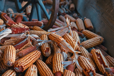 Corn cobs with peeled skin in wooden container